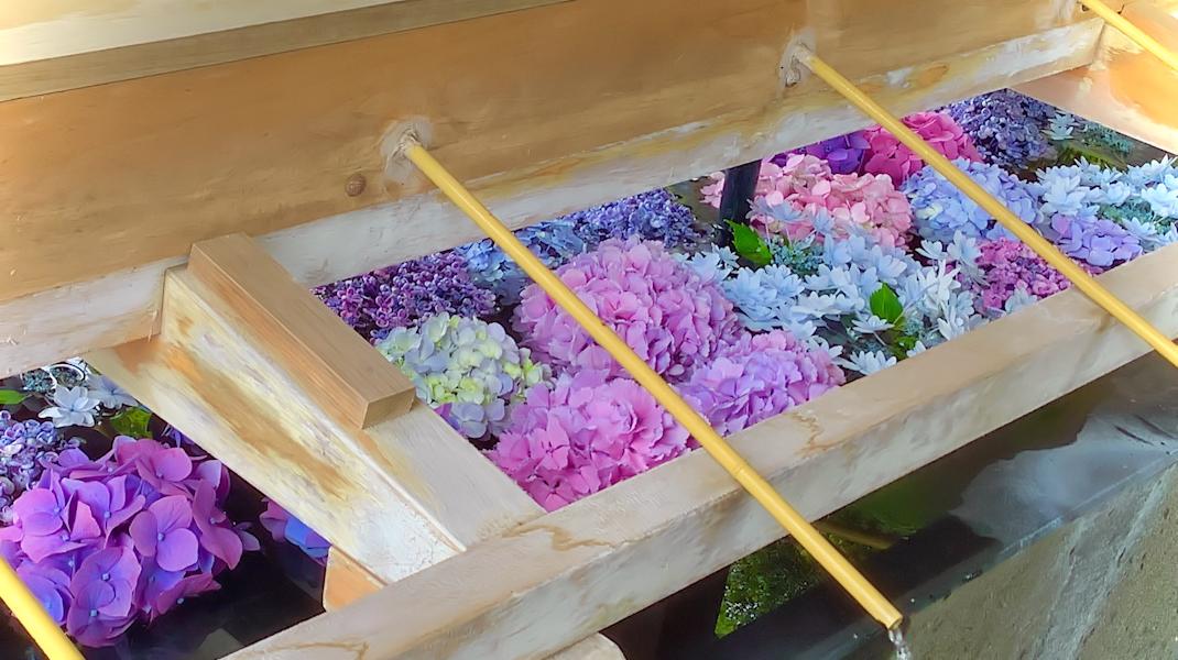 検見川神社 アジサイ