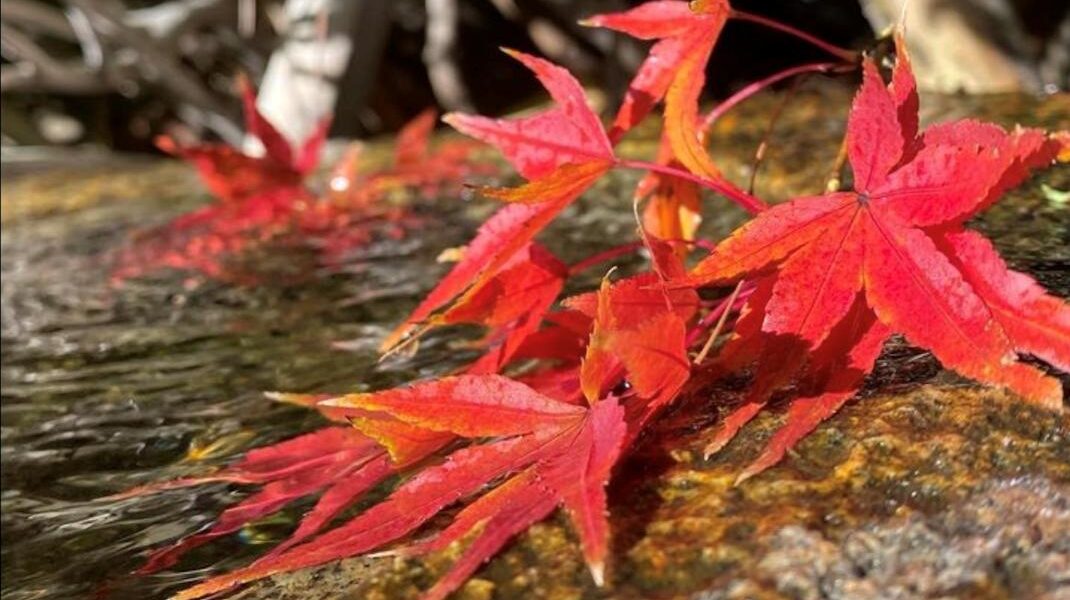 紅葉 検見川神社